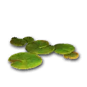摆设：成簇莲叶