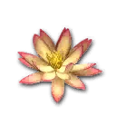 摆设：一朵莲花