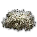 摆设：积雪芦苇地