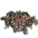 摆设：招人喜欢的花田