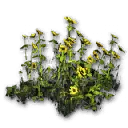 摆设：向日葵花田