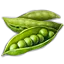 天豆荚