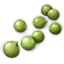 天豆