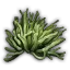 [头部]荣誉绿珊瑚
