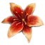 暮光花