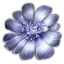 雪种花