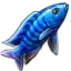 阿里