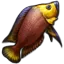 腔棘鱼