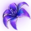 烁亮的梦游花