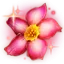 盛开的四季花
