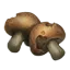 小雀斑蘑菇